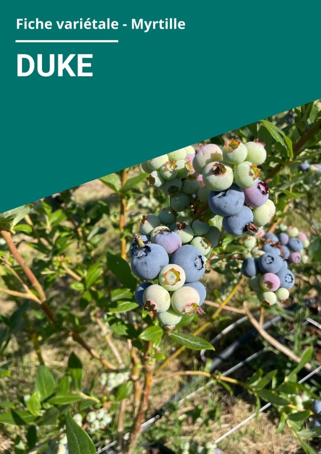 Fiche variétale Myrtille - Duke