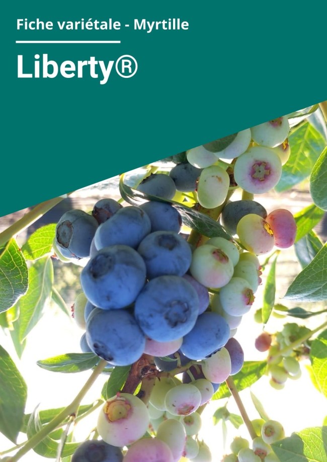 Fiche variétale Myrtille - Liberty®