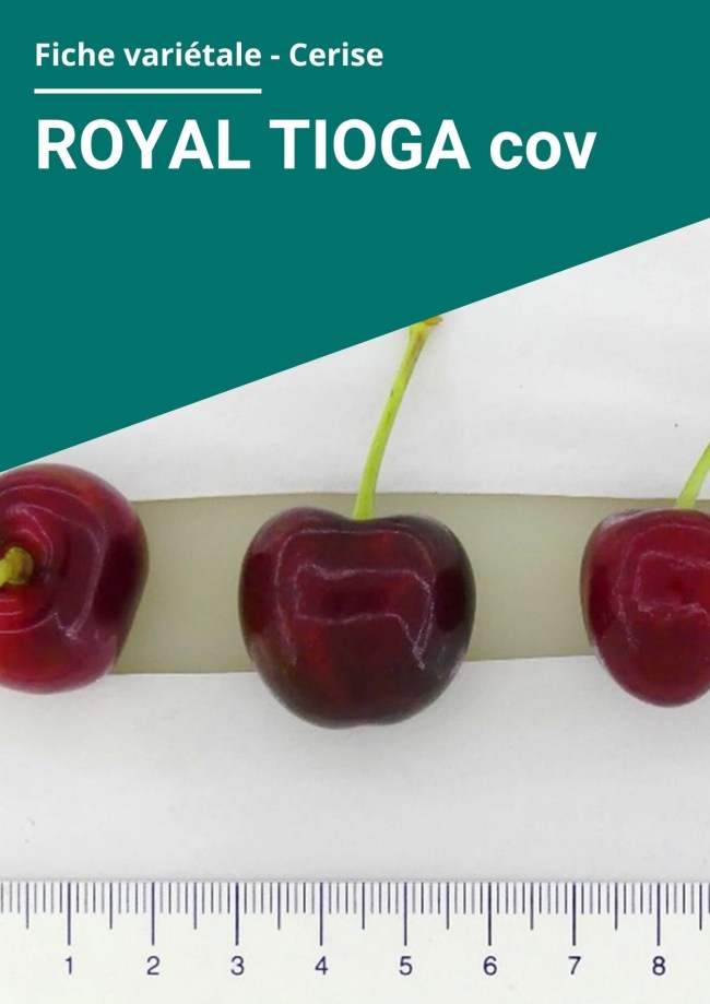 Fiche variétale Cerise - Royal Tioga (cov)