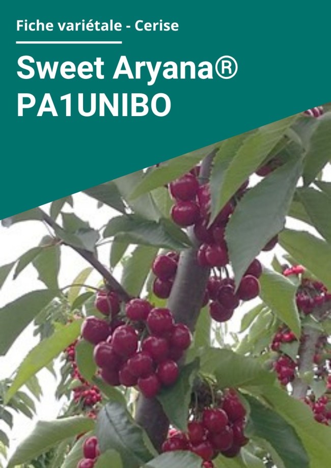 Fiche variétale Cerise - Sweet Aryana® PA1UNIBO