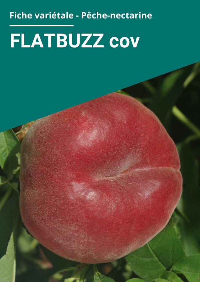 Fiche variétale Pêche plate à chair blanche - FLATBUZZ cov