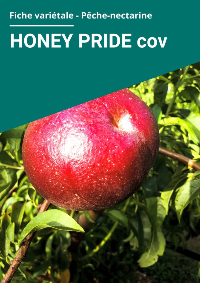 Fiche variétale Nectarine à chair blanche - HONEY PRIDE cov