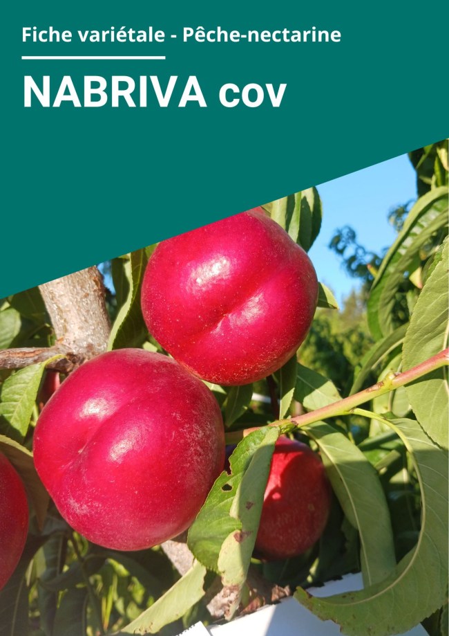 Fiche variétale Nectarine à chair blanche - NABRIVA cov
