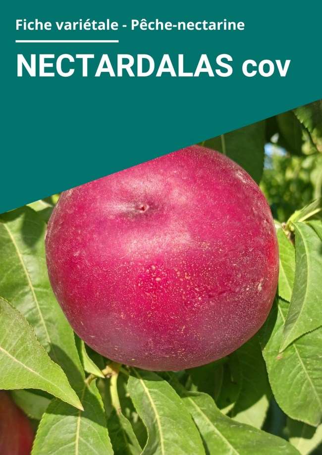 Fiche variétale Nectarine à chair blanche - NECTARDALAS cov