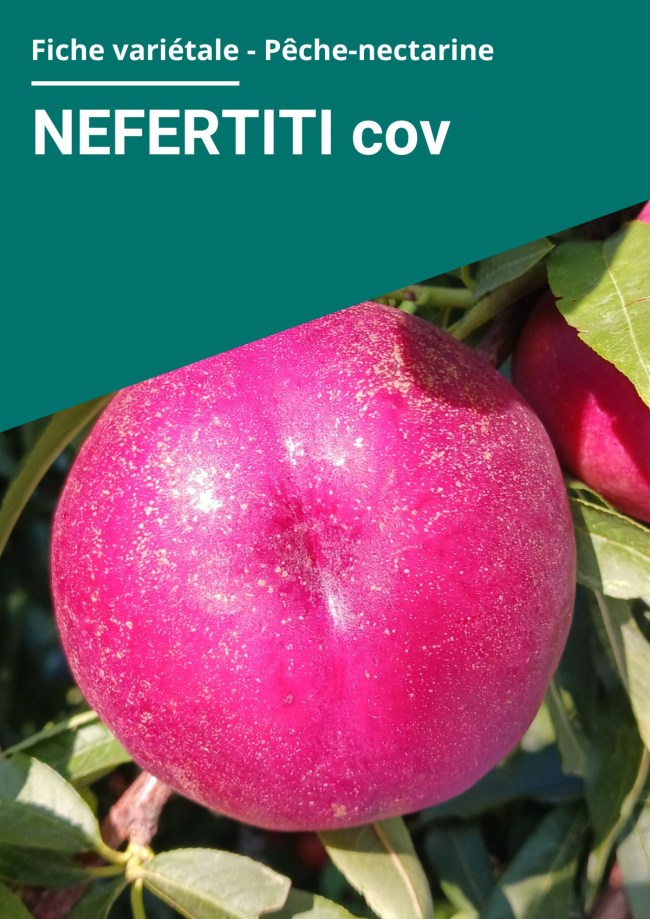 Fiche variétale Nectarine à chair jaune - NEFERTITI cov