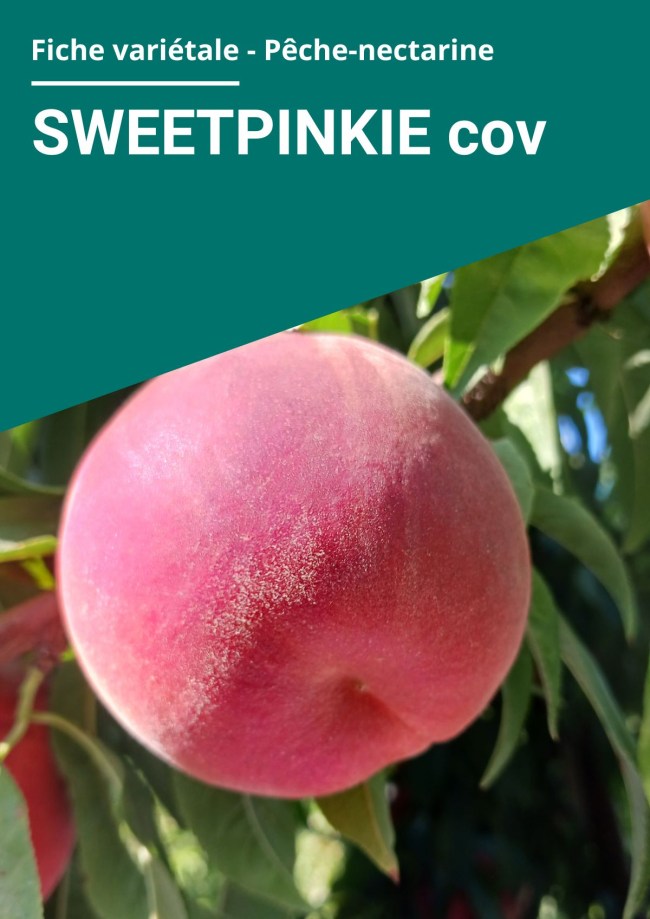 Fiche variétale Pêche à chair blanche - SWEETPINKIE cov