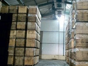 Résultats d'enquêtes : consommation énergétique des endiveries 