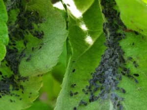 Optimiser les applications de produits de biocontrôle contre les pucerons en verger 