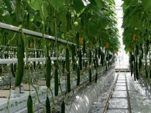 Réduire de 30 % l'énergie : quels impacts sur la culture du concombre ? 