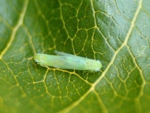 Cicadelles vertes : des essais pour préciser les moyens de protection 
