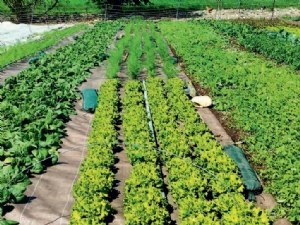 Analyse des décisionnels DEPHY de 2010 à 2024 pour la filière légumes 