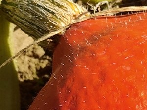 Le potimarron, un légume symbole de l'automne