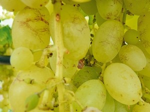 Un complément adapté dans la protection de la vigne ?