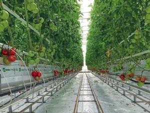 Quelle contribution l'aspiration apporte-elle pour le contrôle des ravageurs en tomates hors sol ?