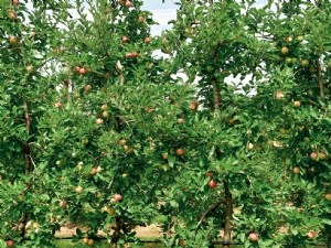 Estimation de la charge fruitière en vergers de pommiers