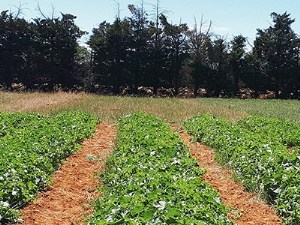 Innover pour réduire les pertes de nitrates