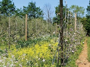 Le projet ALTO, l'arboriculture en reconception