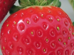 Quelles nouveautés en fraises hors-sol pour 2021 ?