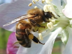 À chaque fleur son abeille et ses besoins en ruche