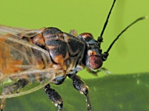 Un bioagresseur sous les feux de l'actualité