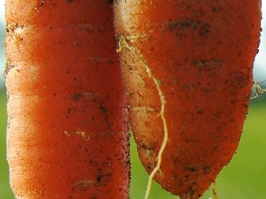 Connaissances et dernières avancées sur le bioagresseur