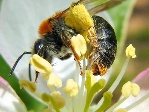 L'intérêt d'une méthode standardisée pour caractériser les insectes pollinisateurs