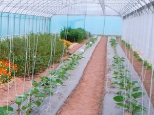 Protection des cultures d'aubergine contre les pucerons à l'aide de plantes-ressources et de plantes-banques