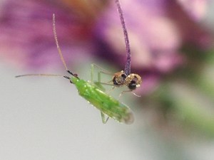 Accélérer l'installation de l'auxiliaire  Macrolophus pygmaeus  sur tomate