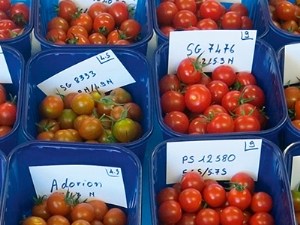 Variétés cerise ronde rouge : une offre variétale gustative