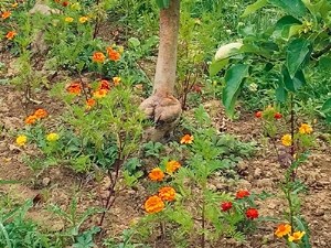 Maîtriser les pucerons des arbres fruitiers en limitant l'utilisation des insecticides