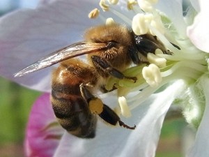 Flower structure influences honeybee foraging behaviour and hive needs