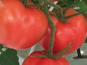 Variétés grappes : des nouveautés intéressantes !