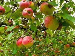 Un léger mieux sauf kiwi et pomme