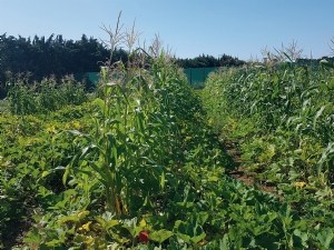 Une association de cultures prometteuse : courge butternut et maïs doux