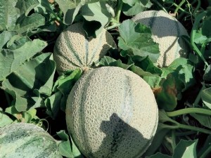 Quelles marges de manoeuvre pour réduire les indices de fréquence de traitement en culture de melon ?