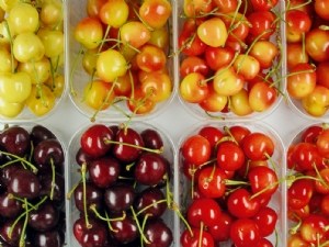 Nouvelles variétés précoces de cerises bicolores en cours d'évaluation