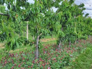 Enquête nationale sur l'utilisation des plantes de services par les arboriculteurs