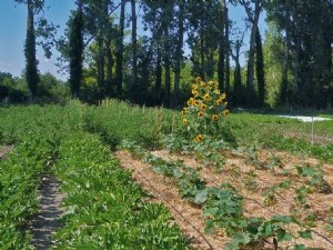 Performance environnementale de fermes maraîchères en agriculture biologique