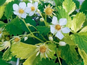 Gariguette, une variété trop variable pour identifier la jaunisse sur fruit