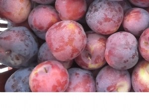 Optimisation de la qualité des prunes américano-japonaises, du verger au consommateur 