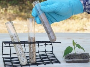 Écologiste microbien du sol  - Spécialiste de l'étude des interactions entre le sol, les micro-organismes et les plantes