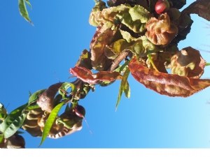 Cloque du pêcher et sensibilité variétale, bilan de 10 années d'études 
