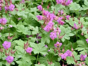 Des plantes compagnes pour introduire les punaises prédatrices en culture 