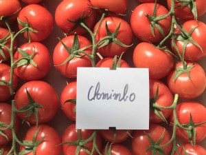Tomate grappe : de nouvelles variétés arrivent ! 