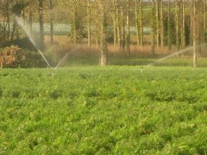 Carotte de frais : besoins hydriques, pratiques actuelles d'irrigation et pistes d'évolution 