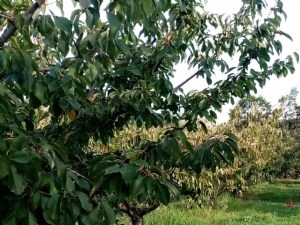 Comment évaluer la sensibilité des porte-greffe du cerisier au manque d'eau en verger irrigué ? 