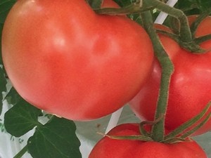 Variétés grappes : des nouveautés intéressantes !