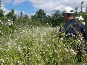 Natural control of the rosy apple aphid 