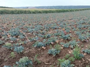 Expérimenter des solutions alternatives pour la protection phytosanitaire des fruits et légumes 