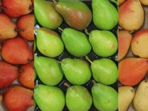 Préférences gustatives des consommateurs de poires et opportunités pour diversifier l'offre 